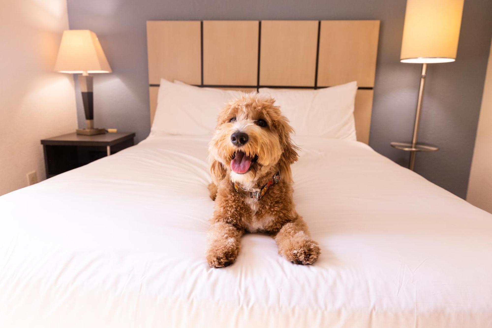 Sonesta Simply Suites Parsippany Morris Plains Luaran gambar